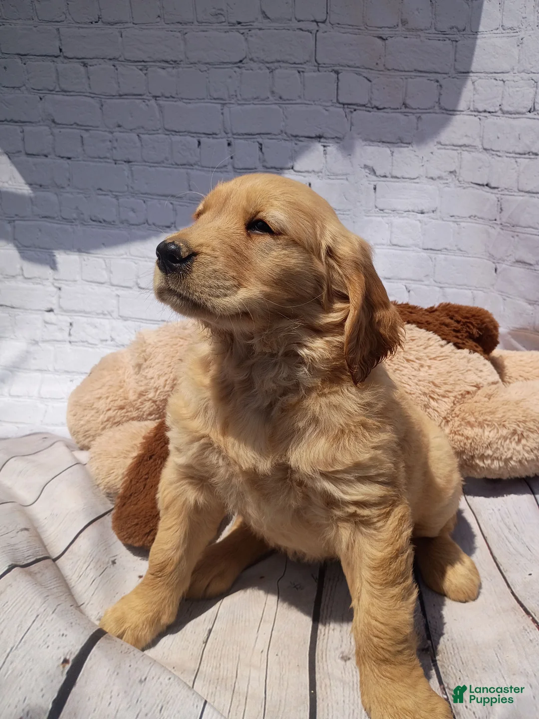 Golden Retriever dogs for sale: Lola - Ad 7