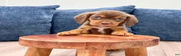 Beaglier dogs for sale: Eagle - Ad 2