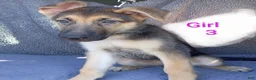 German Shepherd dogs for sale: German Shepherd 6 - Ad 2