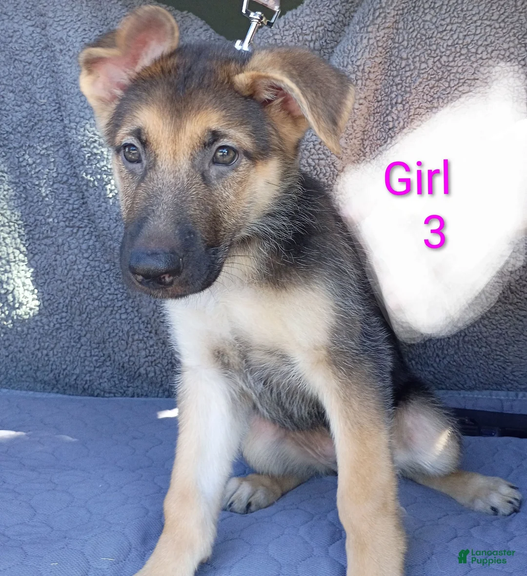 German Shepherd dogs for sale: German Shepherd 6 - Ad 2