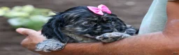 Cocker Spaniel dogs for sale: Bella 🐶💗 - Ad 5