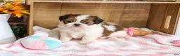 Shih Tzu dogs for sale: Jazzy - Ad 3