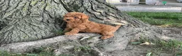 Mini Goldendoodle dogs for sale: Mandy Mini Goldendoodle  - Ad 5