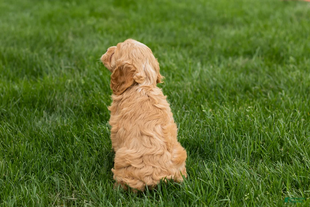 Cockapoo dogs for sale: Barbara  - Ad 5