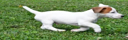 Jack Russell Terrier dogs for sale: Buster - Ad 13
