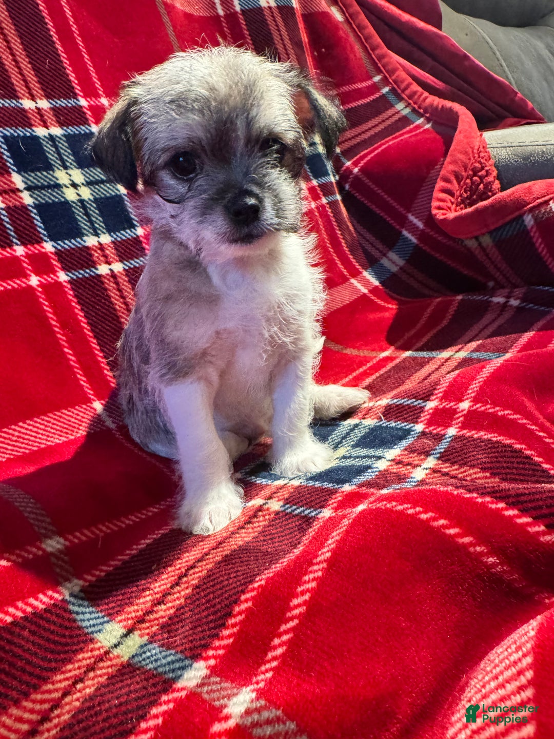 Mixed Breed dogs for sale: Rocky - Ad 1