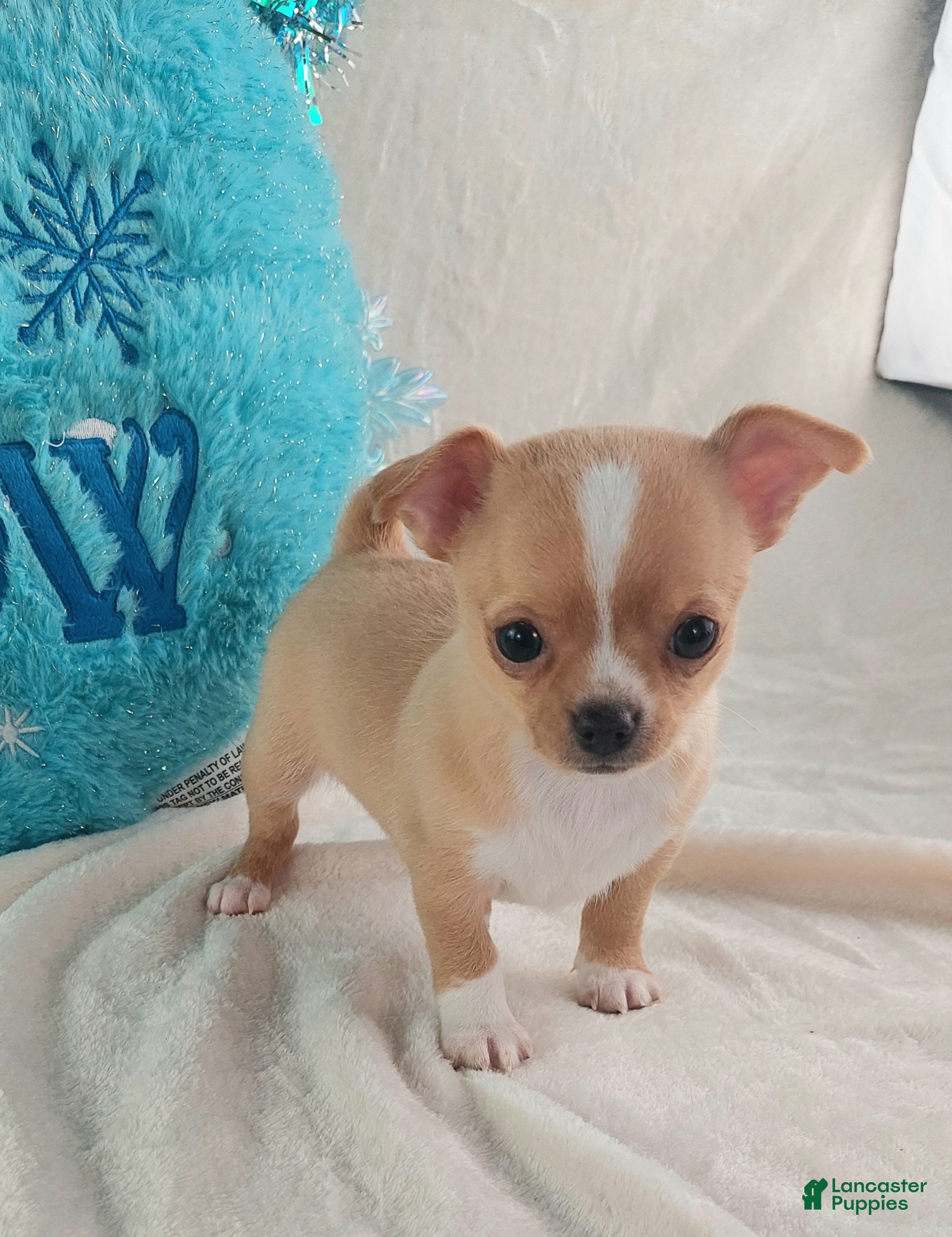 Chihuahua dogs Linus - Ad 2