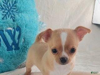 Chihuahua dogs Linus - Ad 42