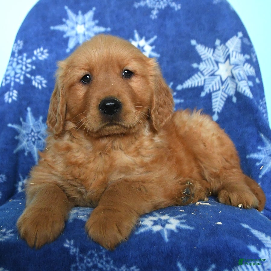 Golden Retriever dogs Willie - Ad 2