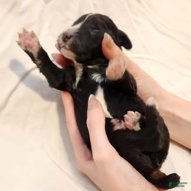 Mini Aussiedoodle dogs for sale: Snoopy_Male Tuxedo - Ad 8