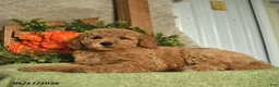 Mini Goldendoodle dogs for sale: Ginger   - Ad 3