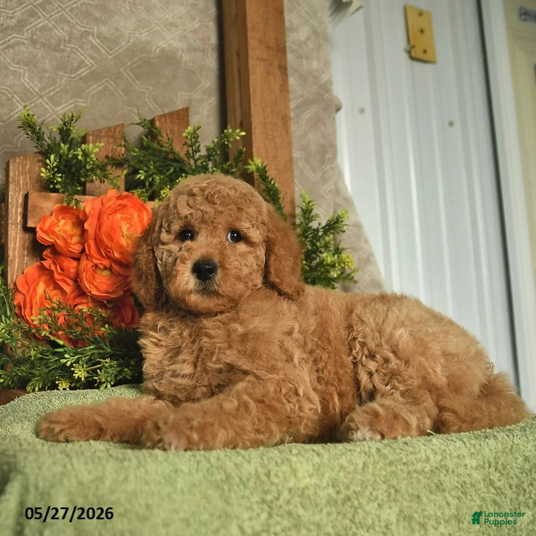 Mini Goldendoodle dogs for sale: Ginger   - Ad 3