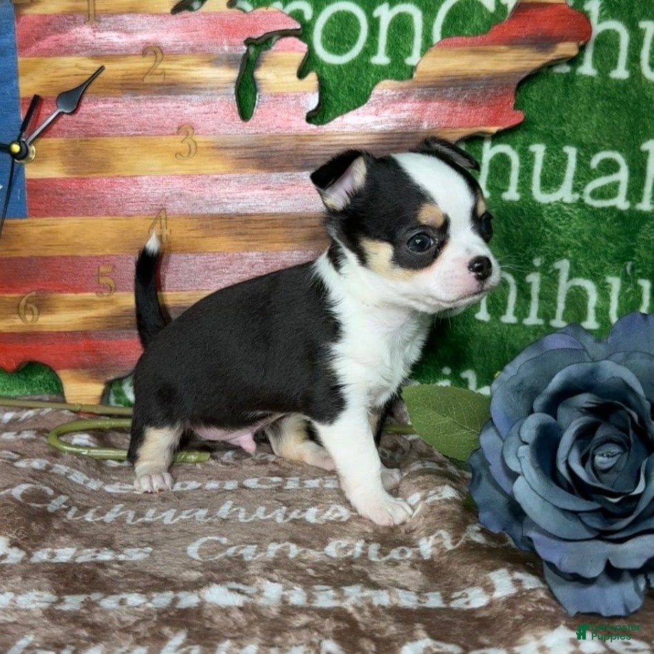 Chihuahua dogs Jethro Black Tricolor Short Coat - Ad 2