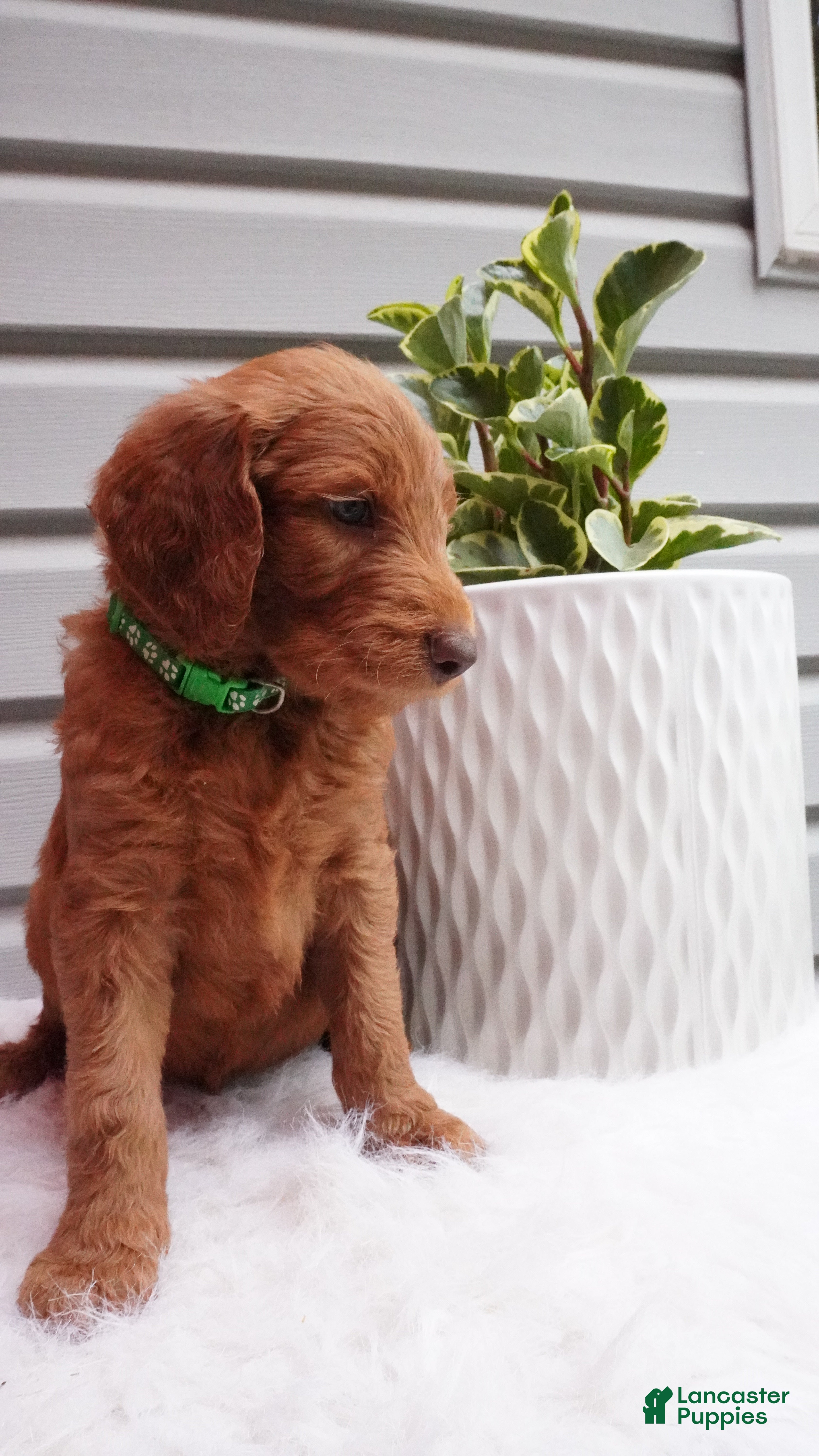 Goldendoodle dogs Pickles  - Ad 1