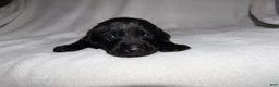 Labrador Retriever dogs for sale: Trucker - Ad 1