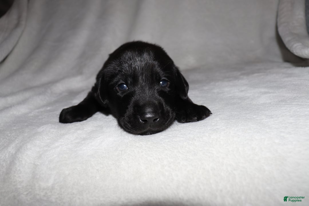 Labrador Retriever dogs for sale: Trucker - Ad 1
