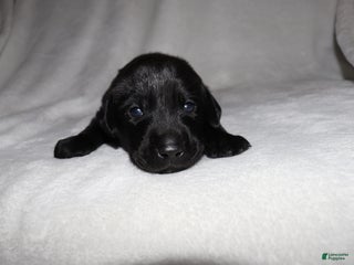 Labrador Retriever dogs Trucker - Ad 42