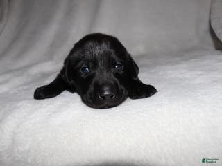 Labrador Retriever dogs Trucker - Ad 23