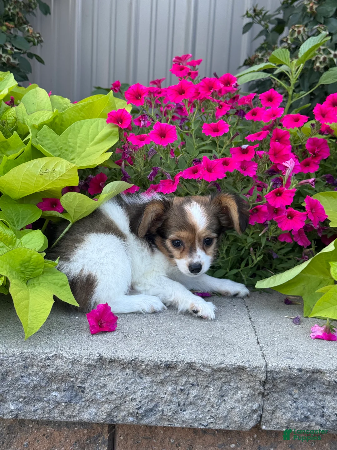 Papillon dogs for sale: Rory - Ad 2