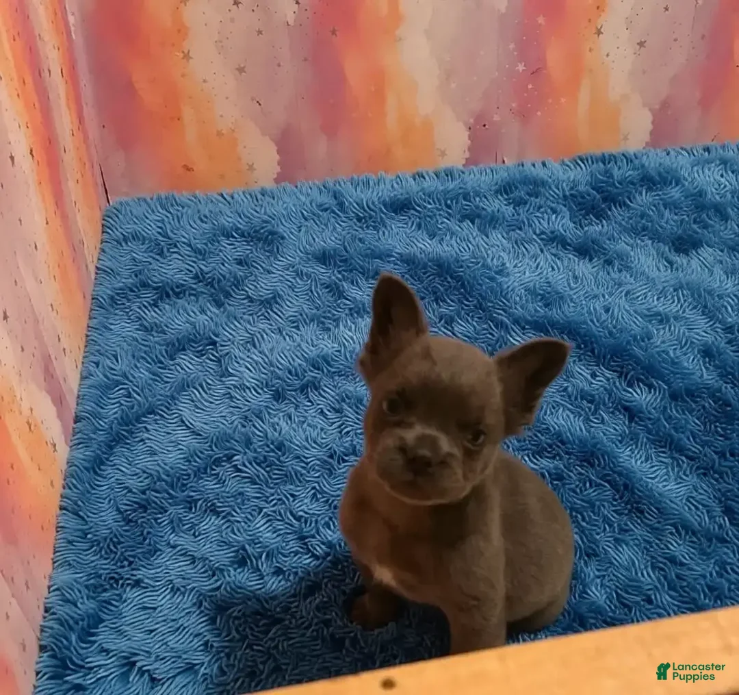 French Bulldog dogs for sale: Peanut - Ad 2