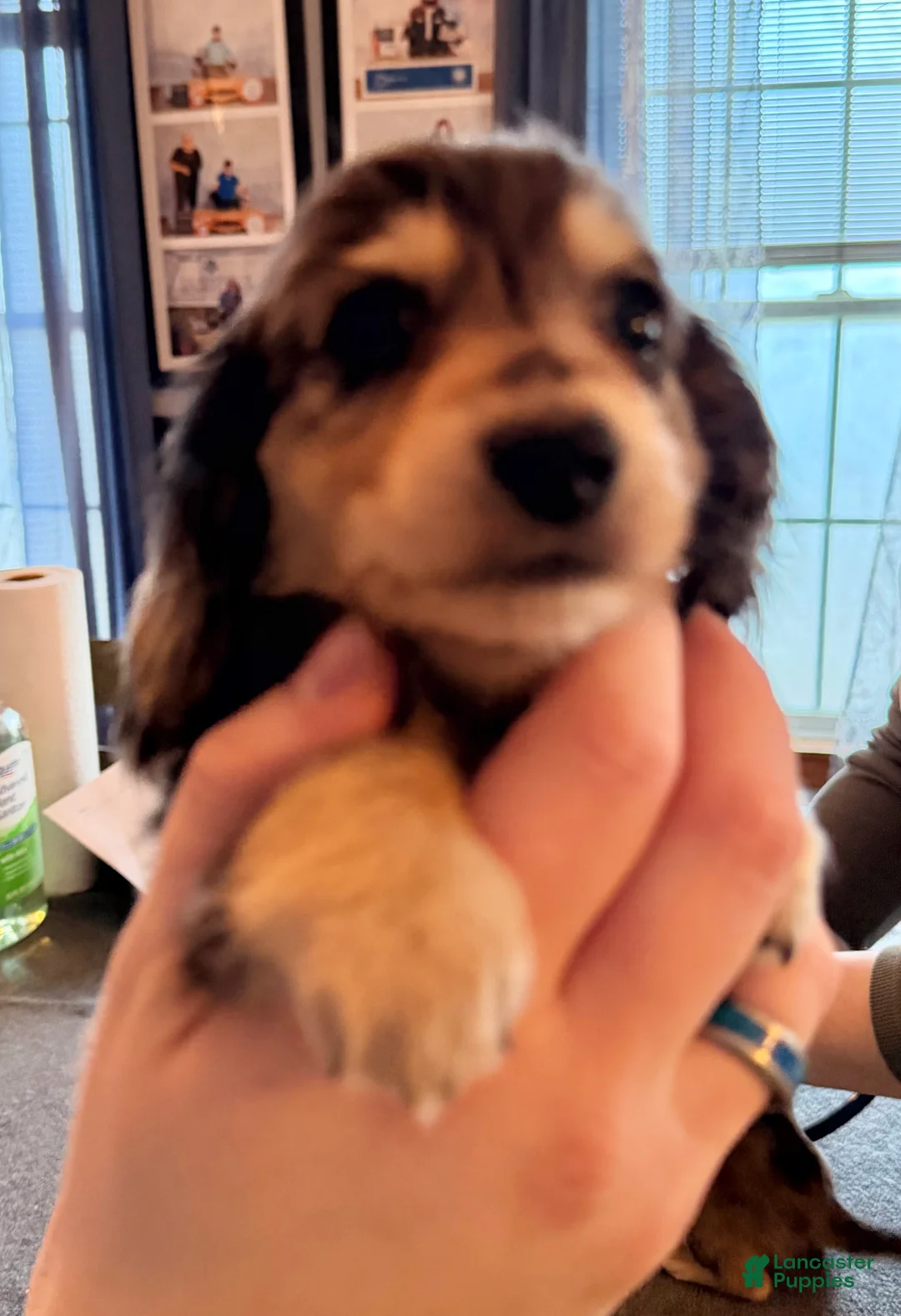 Miniature Dachshund dogs for sale: Black and cream dapple - Ad 12