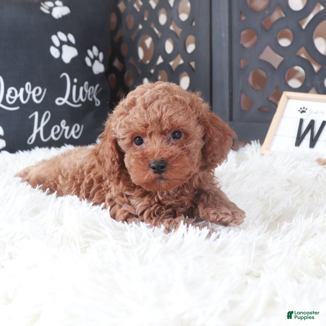 Miniature Poodle dogs for sale: Miniature Poodle Hawk - Ad 2