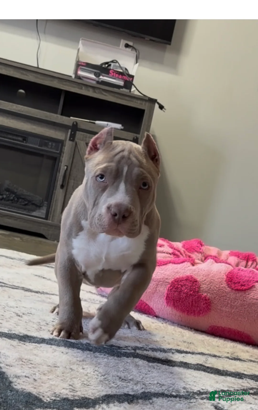 American Bully dogs for sale: Ace - Ad 2