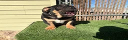 English Bulldog dogs for sale: KINGSTON – Black Tan Tri LOVERBOY in LA, CA. USA Delivery Available! - Ad 10