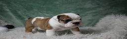 English Bulldog dogs for sale: Holly - Ad 4