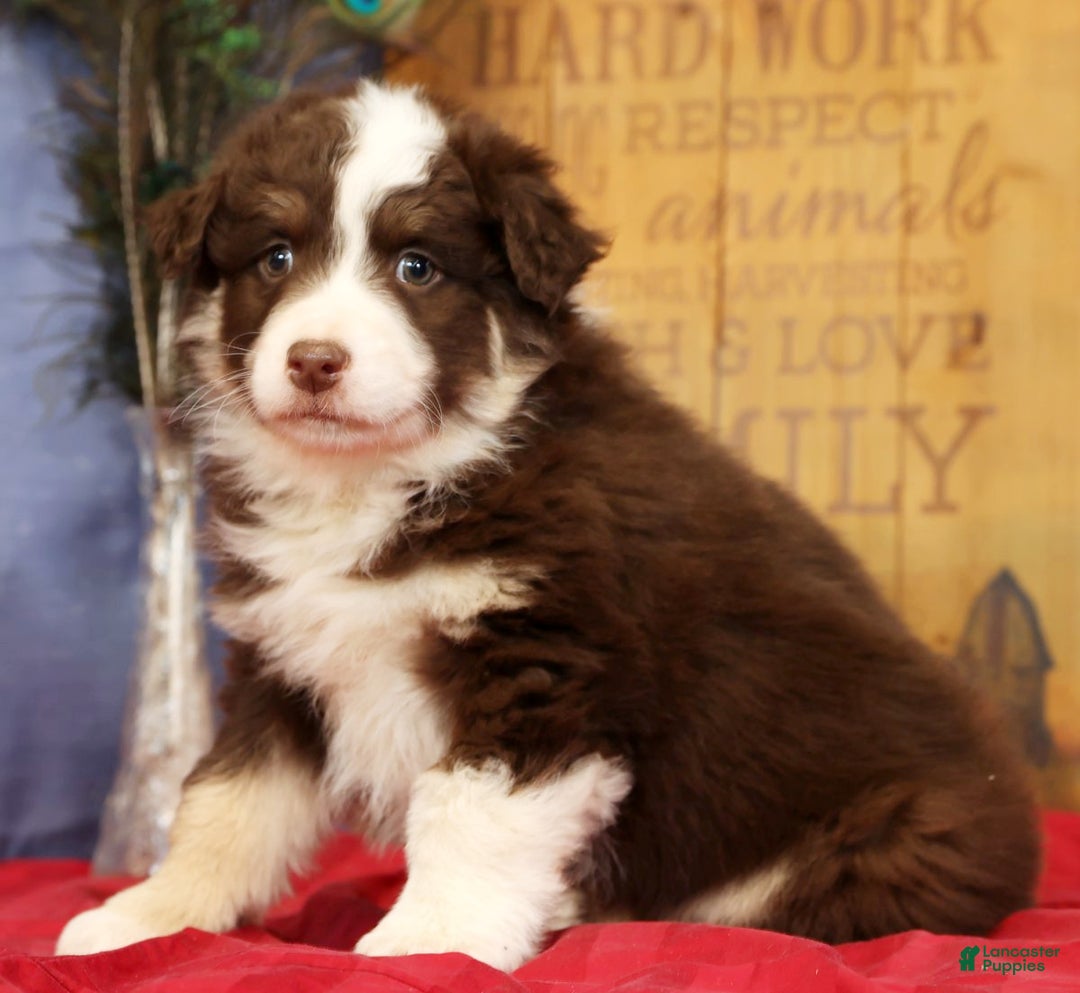 Miniature Australian Shepherd dogs for sale: Max - Ad 3