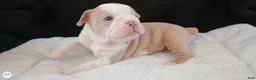 Olde English Bulldogge dogs for sale: Olde English Bulldogge Freya - Ad 1