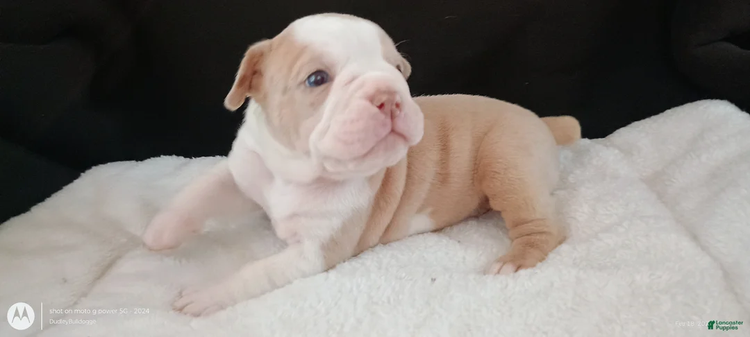 Olde English Bulldogge dogs for sale: Olde English Bulldogge Freya - Ad 1