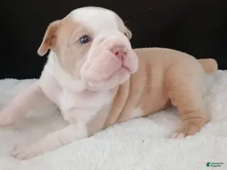 Olde English Bulldogge dogs Olde English Bulldogge Freya - Ad 19