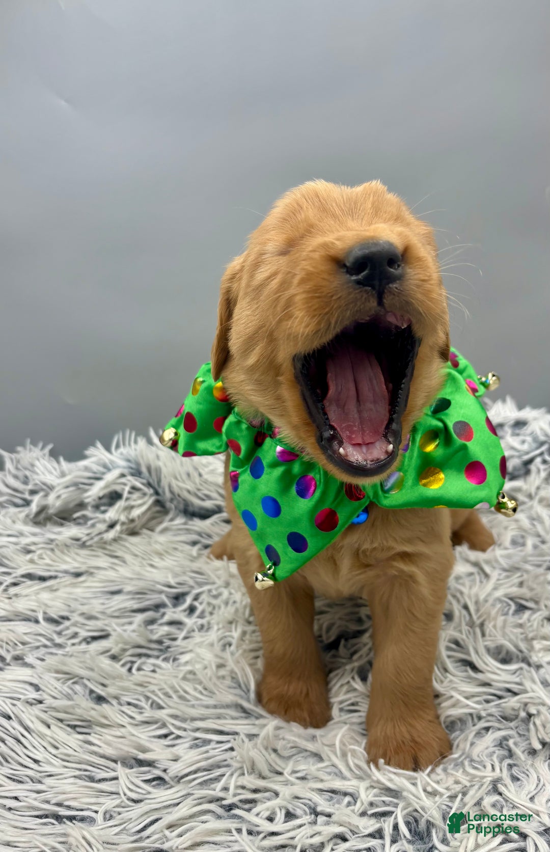 Golden Retriever dogs for sale: Golden Retriever Puppy - jasper - Ad 8