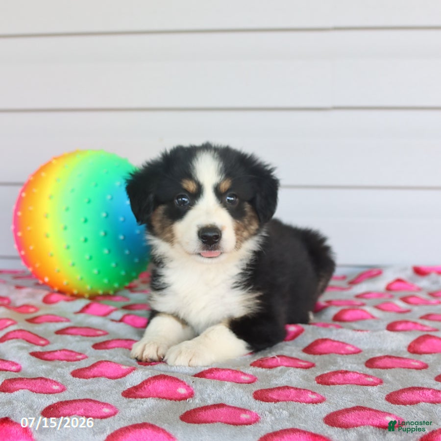 Miniature Australian Shepherd dogs Axel - Ad 2