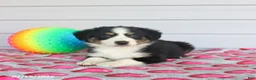 Miniature Australian Shepherd dogs for sale: Axel - Ad 2