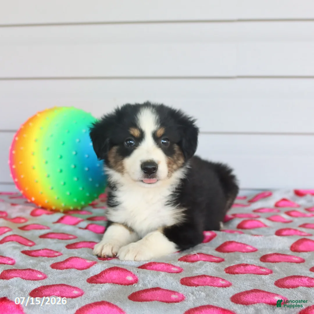 Miniature Australian Shepherd dogs for sale: Axel - Ad 2