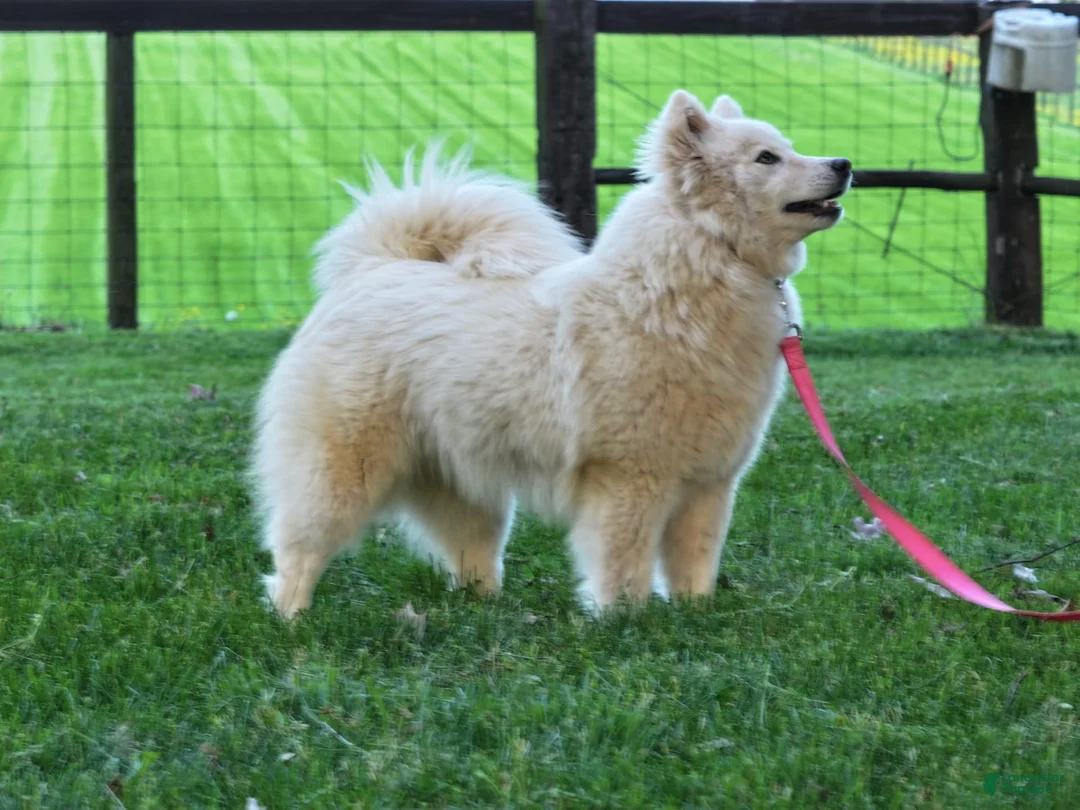 Pomsky dogs for sale: Miss Muffet - Ad 9