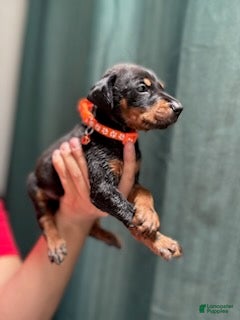 Doberman Pinscher dogs Orange Collar Male - Ad 2