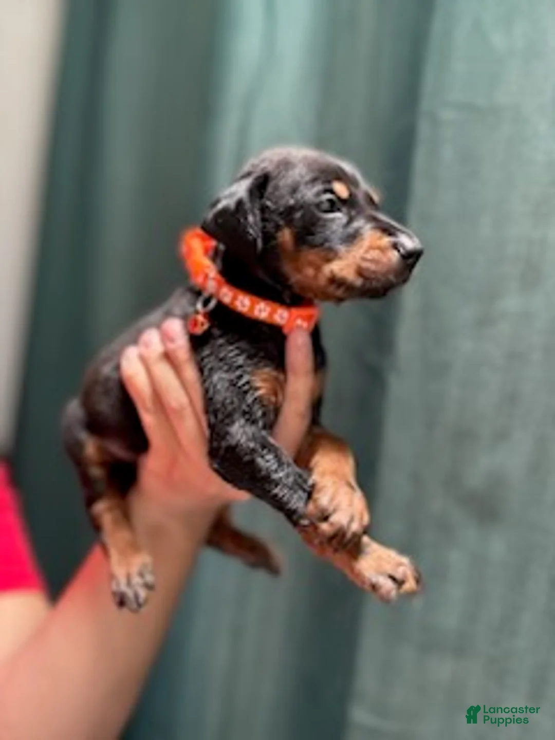 Doberman Pinscher dogs for sale: Orange Collar Male - Ad 2