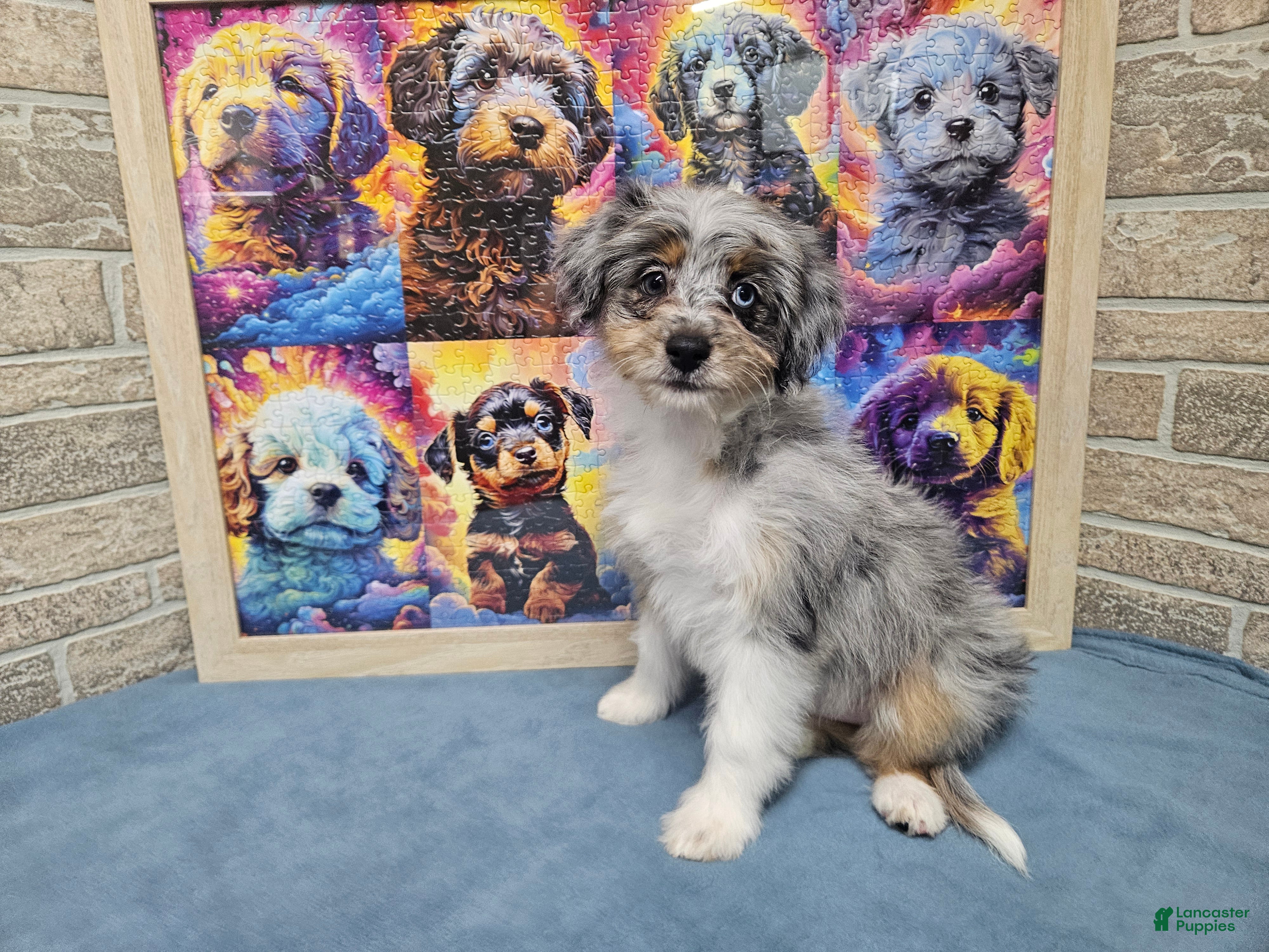 Mini Aussiedoodle dogs F1 Blueberry - Ad 13