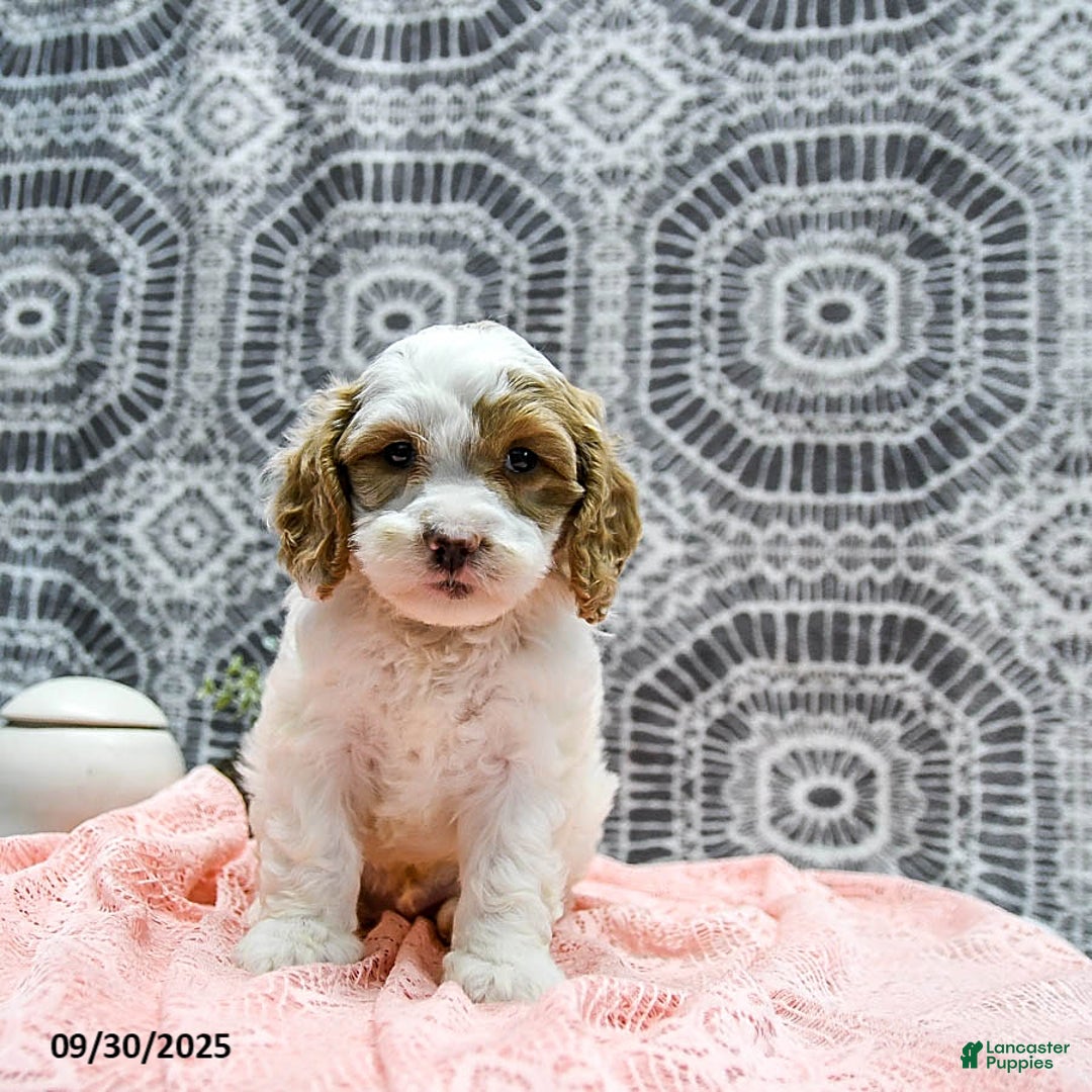 Shihpoo dogs for sale: Hunter - Ad 8