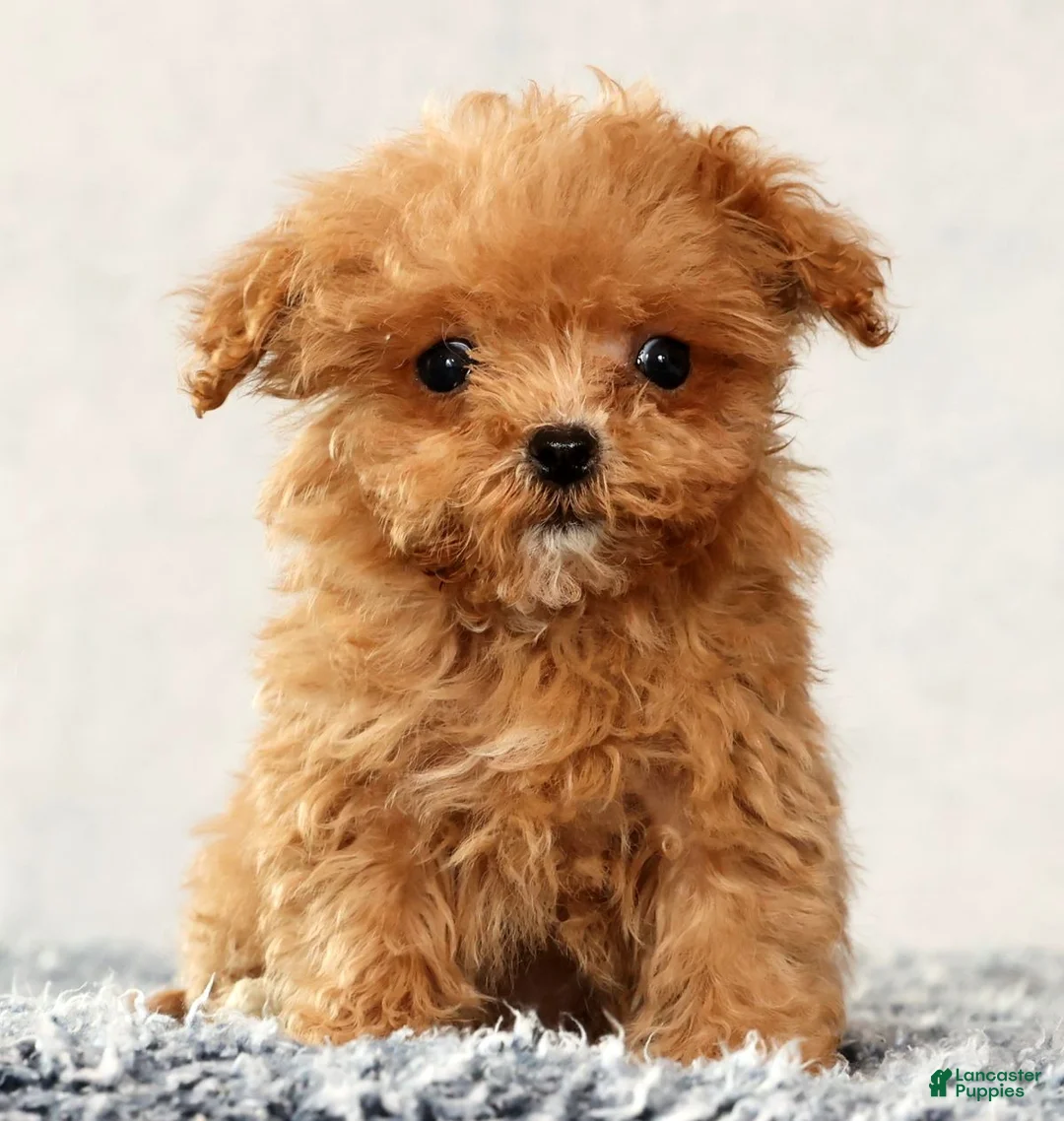 Havapoo dogs for sale: Ulysses - Ad 5