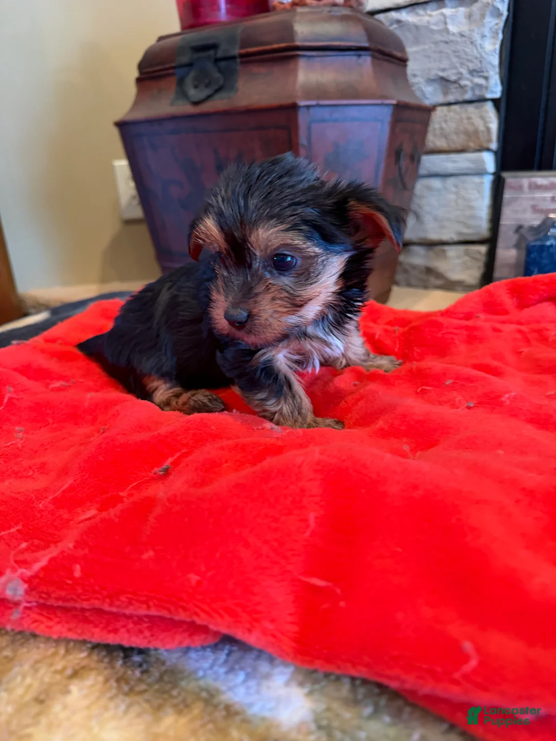Yorkshire Terrier dogs for sale: Gucci - Ad 1