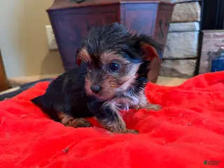 Yorkshire Terrier dogs Gucci - Ad 19