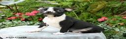 Boston Terrier dogs for sale: Becket - Ad 1