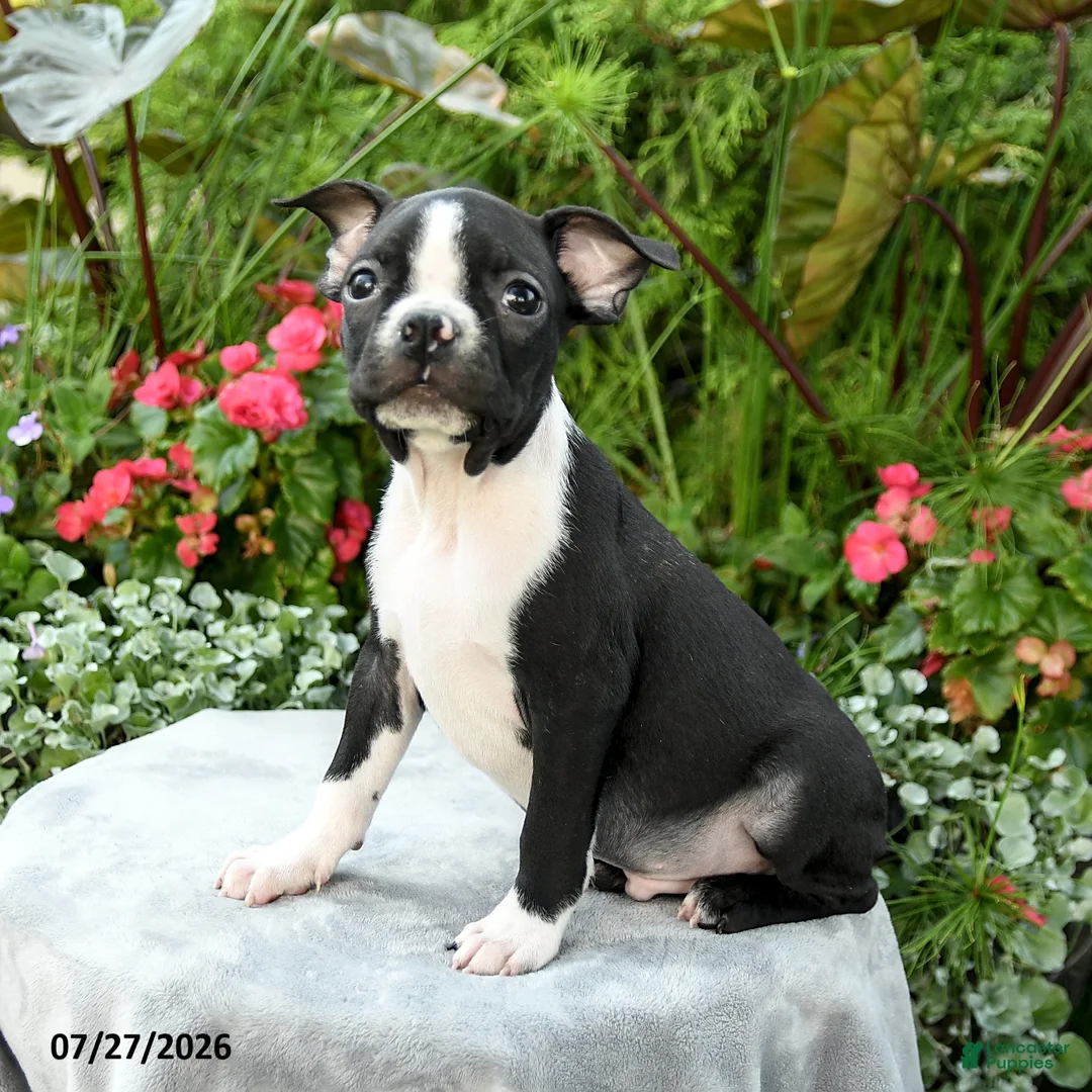 Boston Terrier dogs for sale: Becket - Ad 1