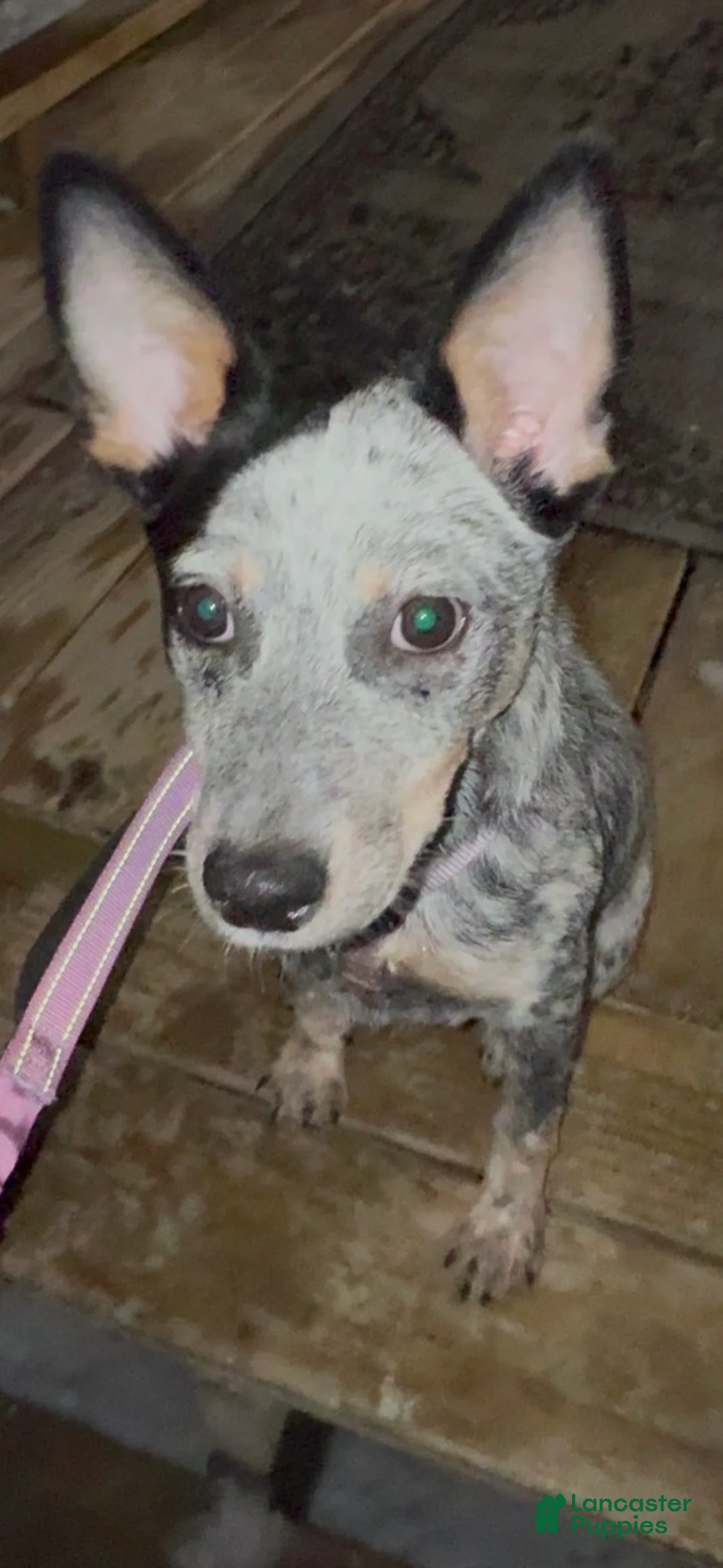 Australian Cattle Dog dogs for sale: Nova  - Ad 2