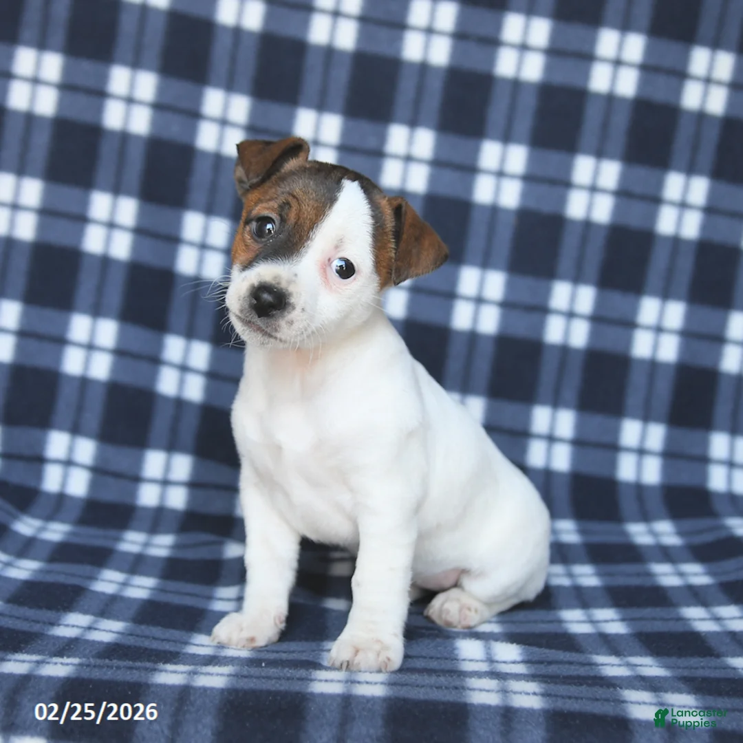 Jack Russell Terrier dogs for sale: Molly - Ad 2