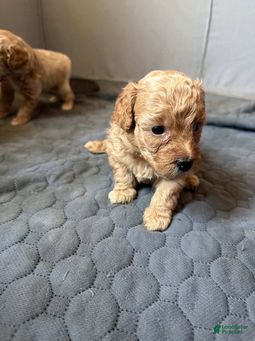 Shihpoo dogs for sale: Shihpoo 1 rocky  - Ad 1